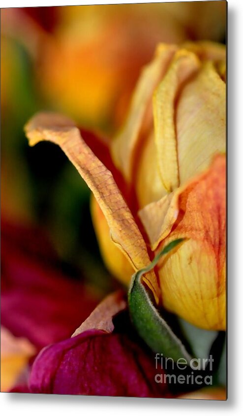 Roses Metal Print featuring the photograph Roses #3 by Sylvie Leandre