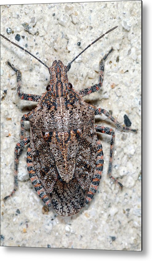 Stink Bug Metal Print featuring the photograph Stink Bug #3 by Breck Bartholomew