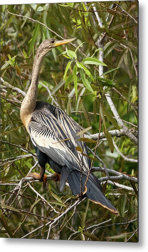 Bird Metal Print featuring the photograph Anhinga Shark Valley Everglades Florida by Adam Rainoff
