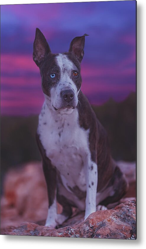 Animal Metal Print featuring the photograph Cleopitra #4 by Brian Cross