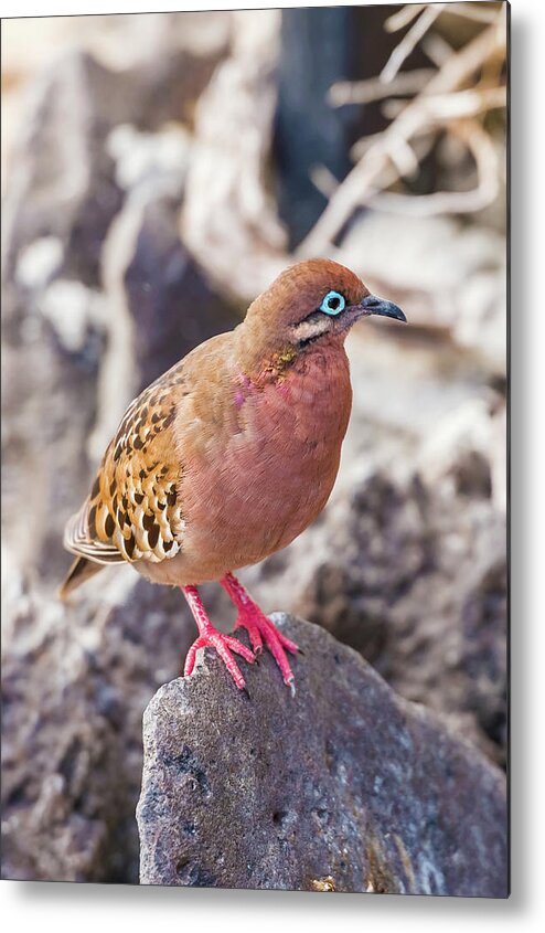 Galapagos Metal Print featuring the photograph Galapagos dove in Espanola island. #4 by Marek Poplawski