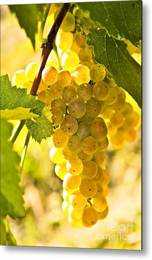 Green Metal Print featuring the photograph Yellow grapes 2 by Elena Elisseeva