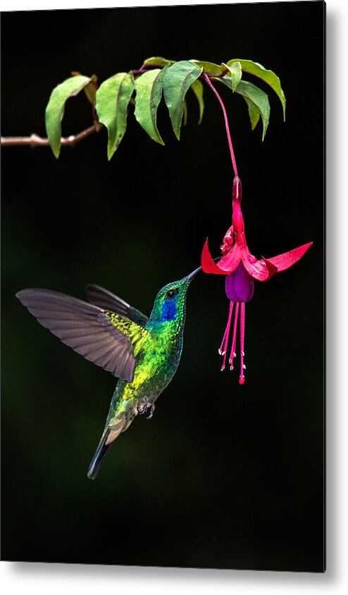 Photography Metal Print featuring the photograph Green Violetear Colibri Thalassinus #5 by Panoramic Images