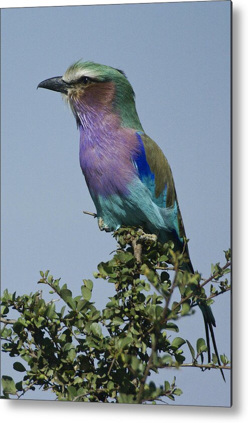 Africa Metal Print featuring the photograph Lilac-Breasted Roller #5 by Michele Burgess