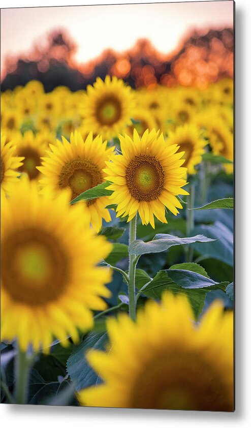 Ryan Heffron Metal Print featuring the photograph Sunflower Sunset #5 by Ryan Heffron