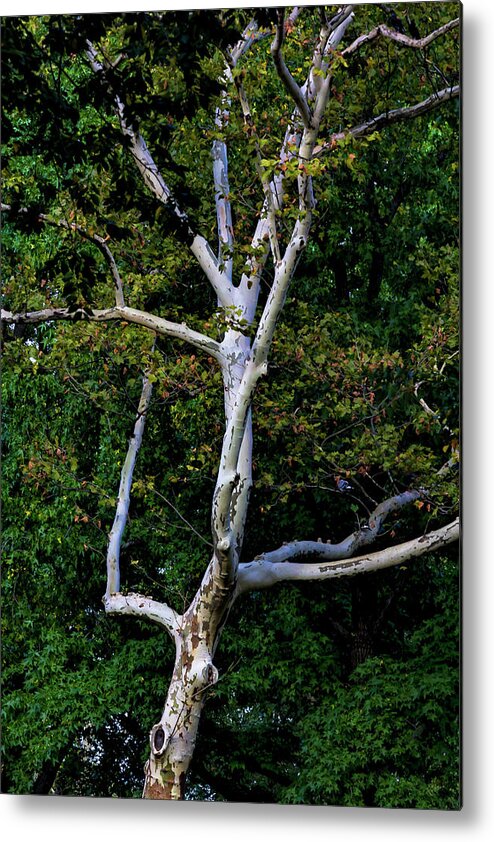 Fall Trees Metal Print featuring the photograph Fall Trees #53 by Robert Ullmann
