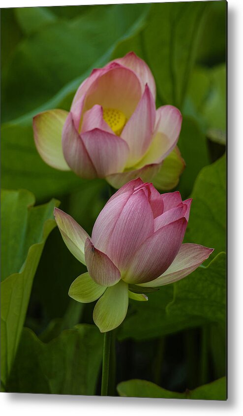 Lotus. Flower Metal Print featuring the photograph 66 by Garth Pillsbury