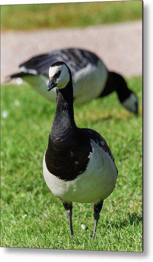 Barnacle Goose Metal Print featuring the photograph Barnacle goose #9 by Jouko Lehto