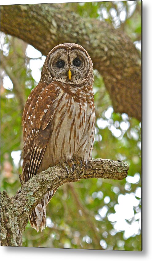 Barred Owl Metal Print featuring the photograph A Barred Owl by Don Mercer