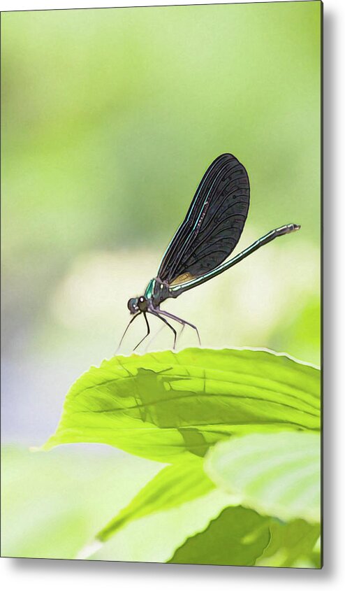 Bug Metal Print featuring the photograph A bug with shadow by Tatiana Travelways