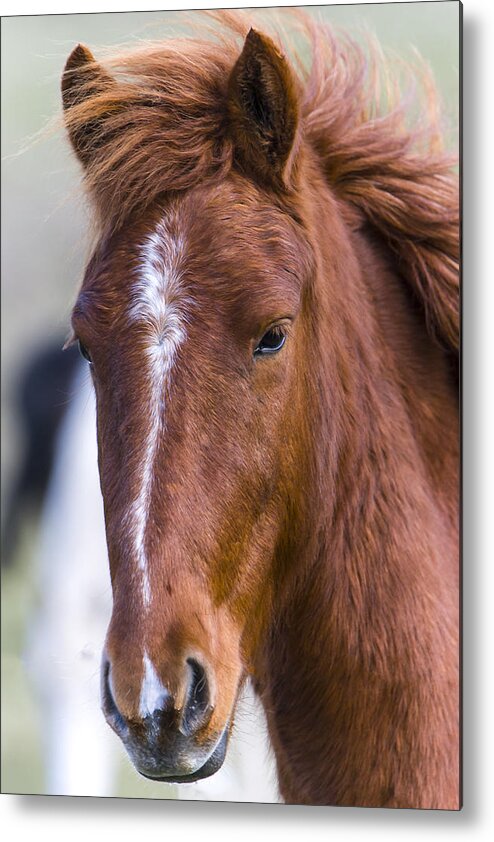 Chestnut Horse Metal Print featuring the photograph A Chestnut Horse portrait by Andy Myatt