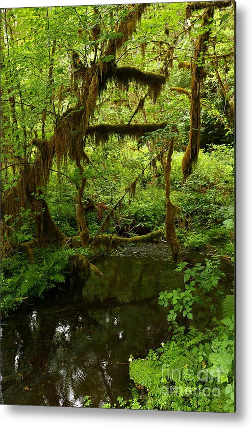 Fern Metal Print featuring the photograph A Green Wonderworld - Rainforest  by Christiane Schulze Art And Photography