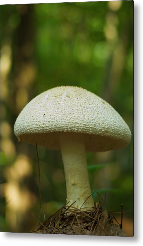 Mushroom Metal Print featuring the photograph A mushroom by Henri Irizarri