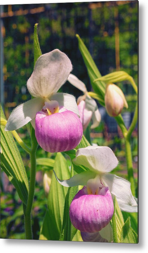 Showy Lady Slipper Metal Print featuring the photograph A Pair of Slippers by Nancy Dunivin
