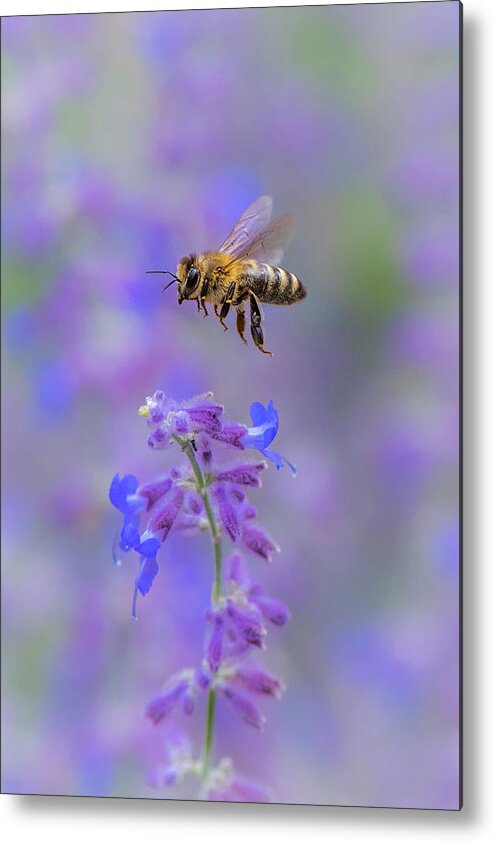Nature Metal Print featuring the photograph A Practice in Patience by Gary Kochel