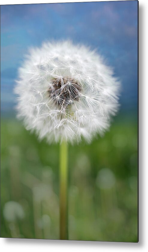 Nature Metal Print featuring the photograph A single dandelion seed pod by Robert FERD Frank