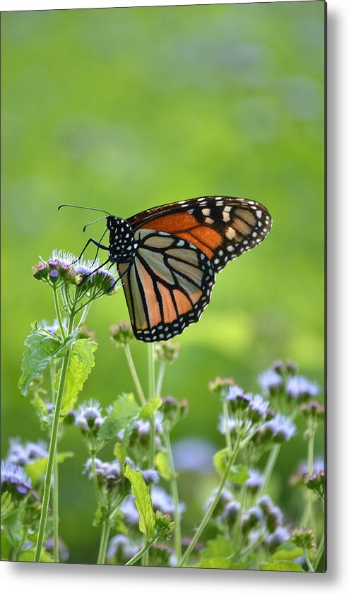 Monarch Metal Print featuring the photograph A Sip of Mist by JD Grimes