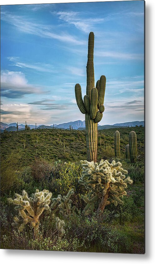 Saguaro Cactus Metal Print featuring the photograph A Spring Evening in the Sonoran by Saija Lehtonen