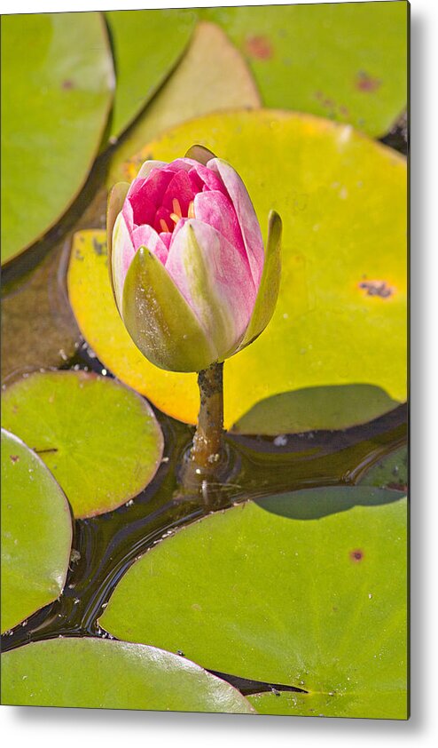 Flower Metal Print featuring the photograph About to Bloom by Peter J Sucy