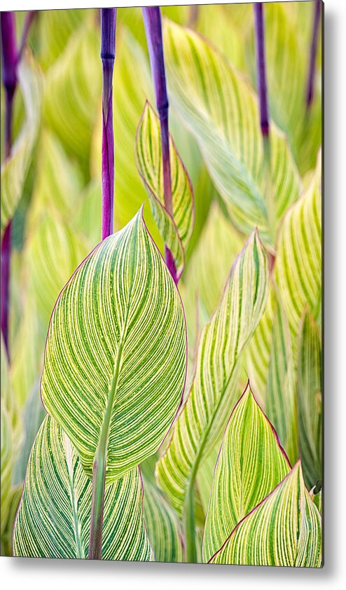 Green Metal Print featuring the photograph Abstracts in Nature by Jeff Abrahamson