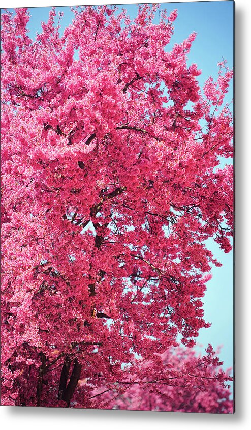 Jenny Rainbow Fine Art Photography Metal Print featuring the photograph Abundant Pink Bloom of Prunus Tree by Jenny Rainbow