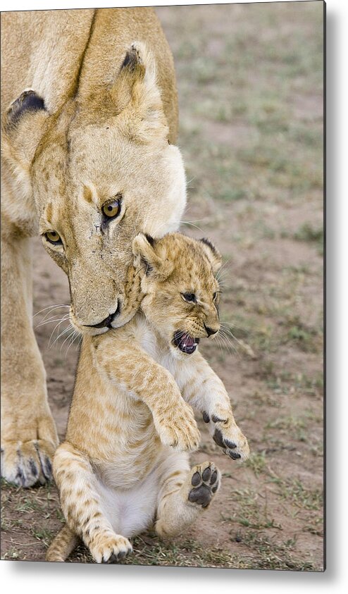 00761319 Metal Print featuring the photograph African Lion Mother Picking Up Cub by Suzi Eszterhas