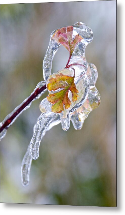 Photography Metal Print featuring the photograph After the Ice Storm by Sean Griffin