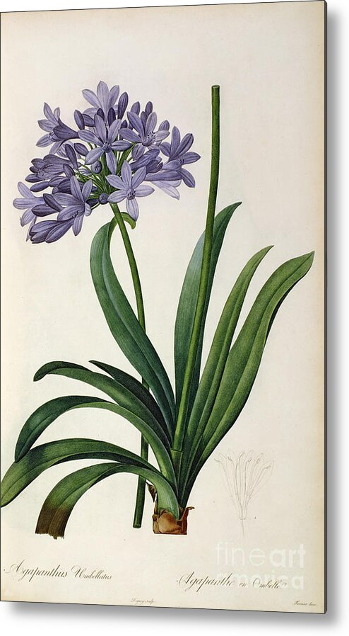 Vintage Metal Print featuring the painting Agapanthus umbrellatus by Pierre Redoute