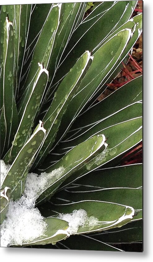 Desert Metal Print featuring the photograph Agave by Cheryl Goodberg