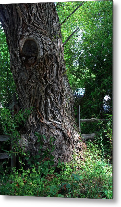 Large Tree Trunk Metal Print featuring the photograph Aging Gracefully by Joanne Coyle