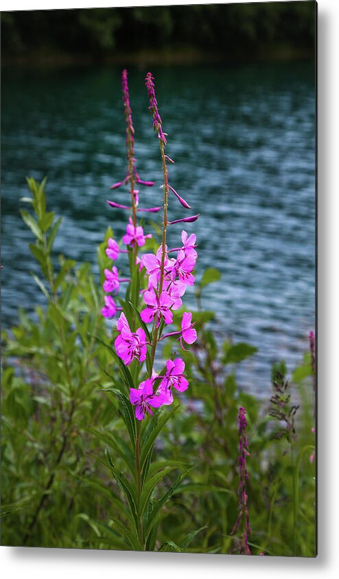 Alaska Metal Print featuring the photograph Alaska Fireweed by Scott Slone