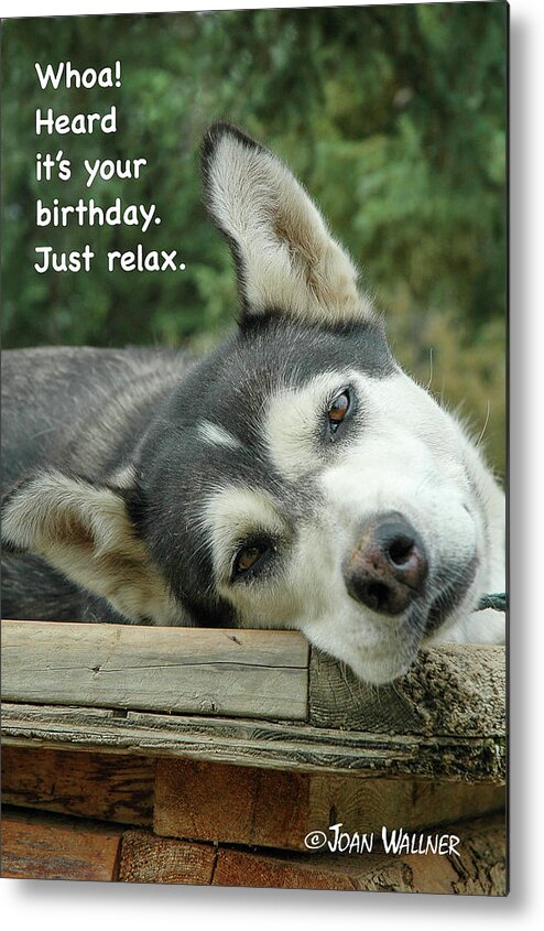 Alaska Metal Print featuring the photograph Alaskan Sled Dog birthday by Joan Wallner