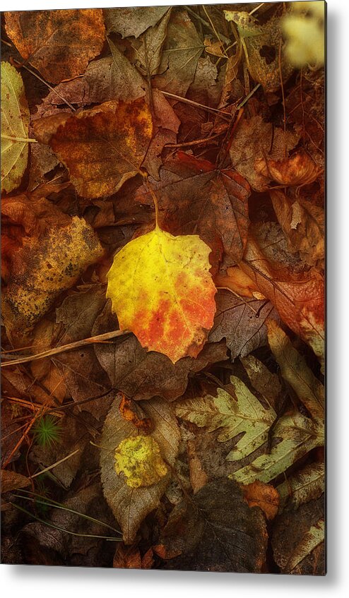 Sue Capuano Metal Print featuring the photograph All Fall Down by Sue Capuano