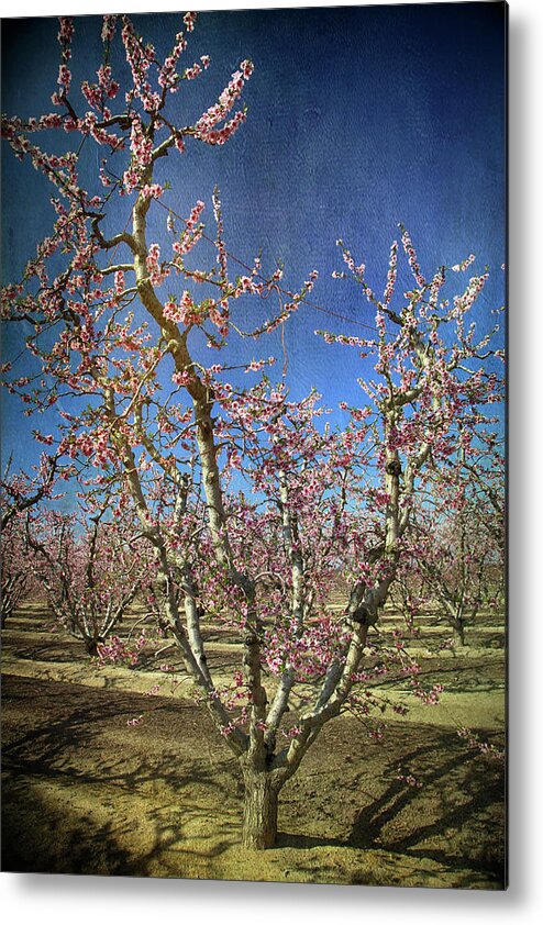 Fresno Blossom Trail Metal Print featuring the photograph All Good Things by Laurie Search