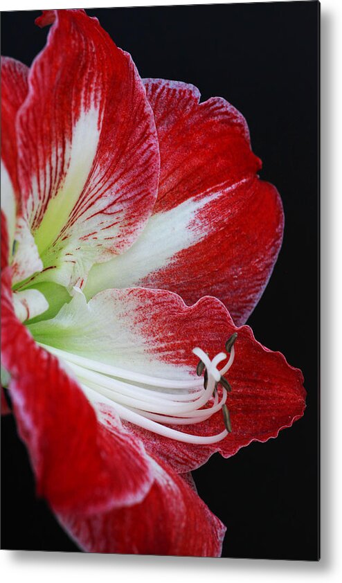 Flower Metal Print featuring the photograph Amaryllis by Tammy Pool