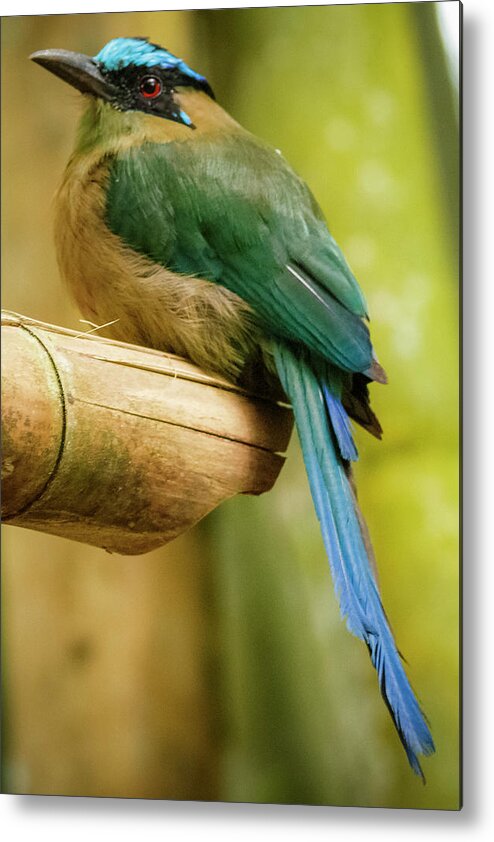 Bird Metal Print featuring the photograph Amazonian Motmot Barranquero Parque del Cafe Colombia by Adam Rainoff