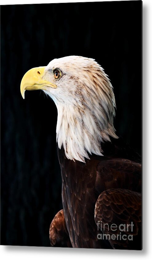 Eagle Metal Print featuring the photograph American Bald Eagle by Stephanie Frey