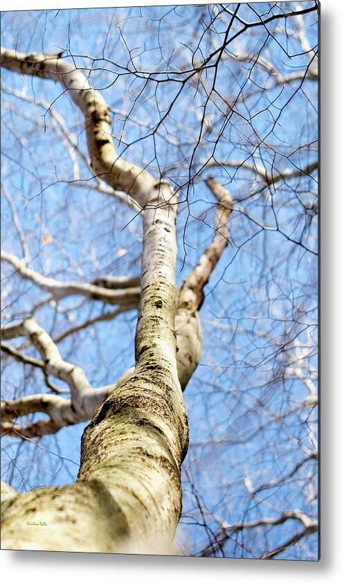 Tree Metal Print featuring the photograph American Beech Tree by Christina Rollo