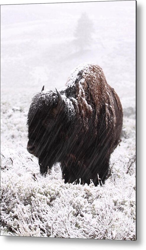 American Bison Metal Print featuring the photograph American Bison In Snowstorm by Max Allen