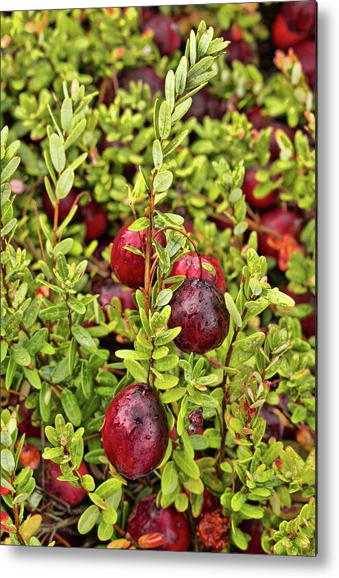 Cranberry Metal Print featuring the photograph American Cranberry by Kristia Adams