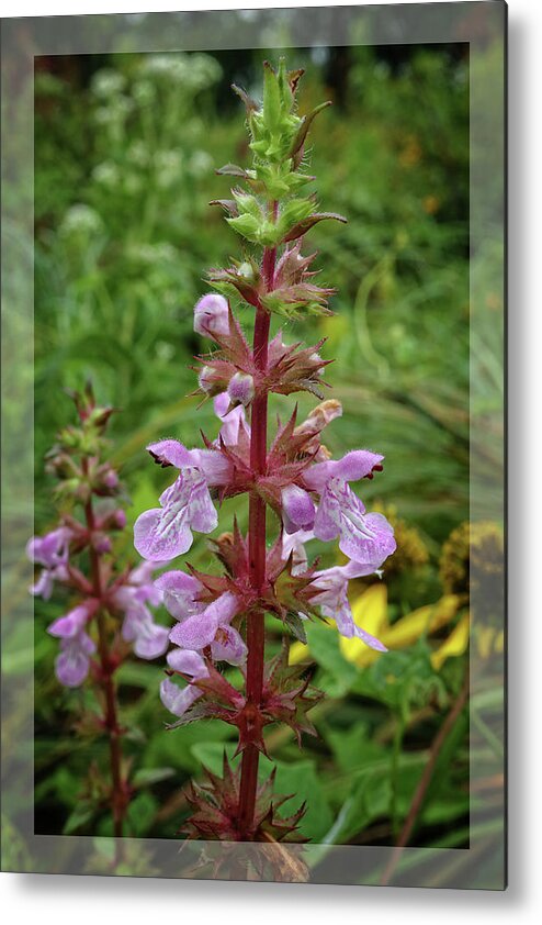 Flower Metal Print featuring the photograph American Germander by Scott Kingery