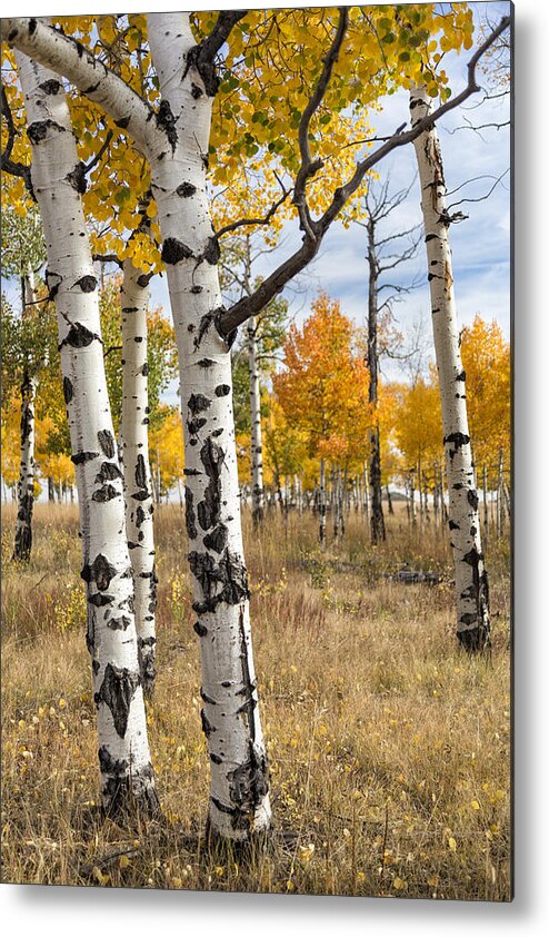 Aspen Metal Print featuring the photograph Among The Aspens by Denise Bush