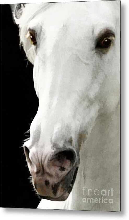 Stallions Metal Print featuring the photograph Andalusian Stallion by Melinda Hughes-Berland