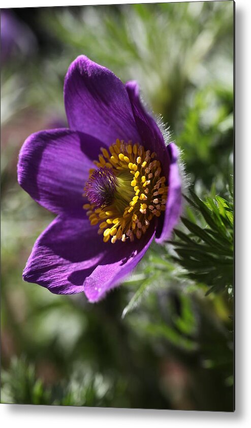 Flower Metal Print featuring the photograph Fuzzy Purple Anemone Pulsatilla Vulgaris by Tammy Pool