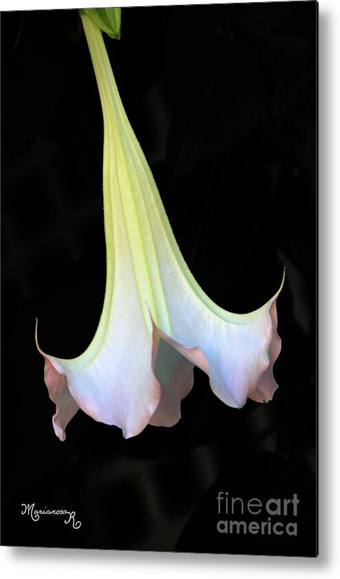 Flora Metal Print featuring the photograph Angel Trumpet by Mariarosa Rockefeller