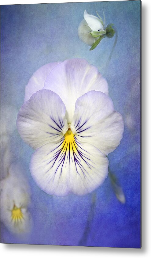 White Pancy Flower Metal Print featuring the photograph Angel Wings by Marina Kojukhova
