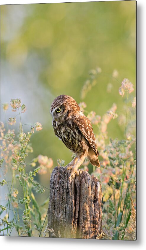 Little Owl Metal Print featuring the photograph Anticipation - Little Owl staring at its Prey by Roeselien Raimond