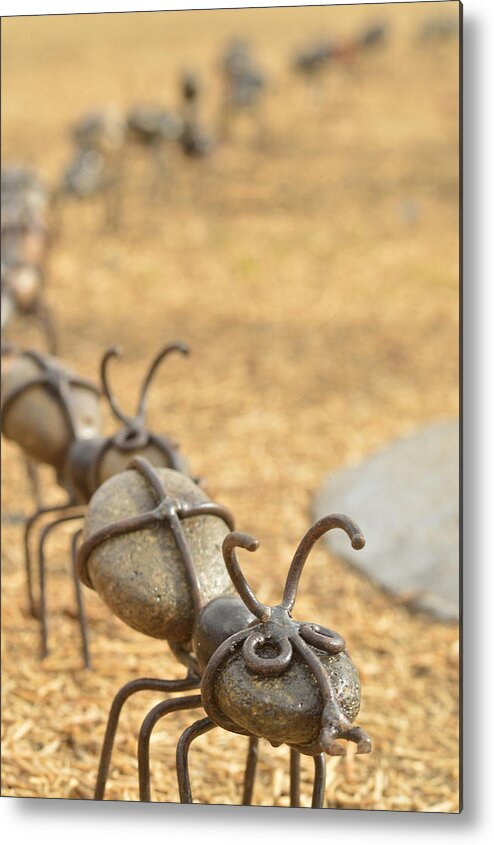 Ants Metal Print featuring the photograph Ants Come Marching by Pamela Patch
