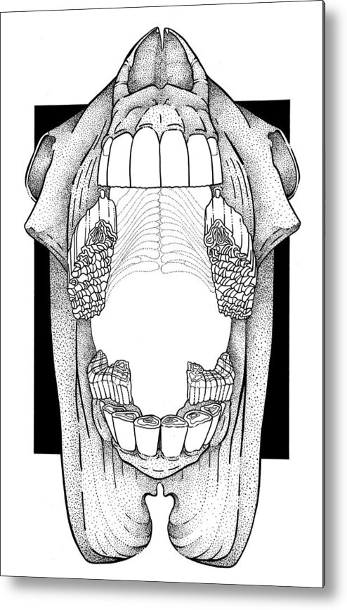 Horse Metal Print featuring the drawing AP View Dental Skull by Dawn Sperry
