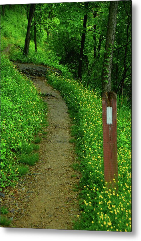 At In West Virginia Metal Print featuring the photograph Appalachian Trail in West Virginia by Raymond Salani III